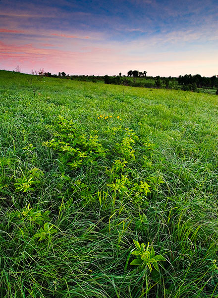 Dawn light on the verdant spring green grass growth in the Nature Consevancy's Tall Grass Preserve&nbsp; in the Osage Hills of...