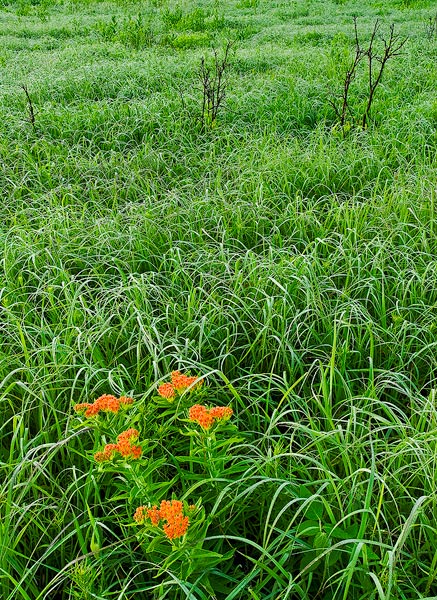Butterfly Milkweed grows among&nbsp; the grasses of the Tall Grass Praire Preserve in the Osage Hills of Oklahoma