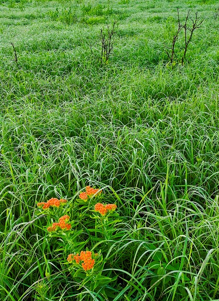 Butterfly Milkweed grows among&nbsp; the grasses of the Tall Grass Praire Preserve in the Osage Hills of Oklahoma
