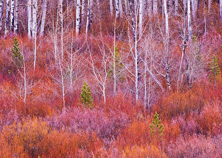 Autumn, forests, Fall color