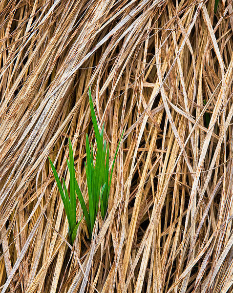 grass, Ucross Ranch, Spring, green, ucross