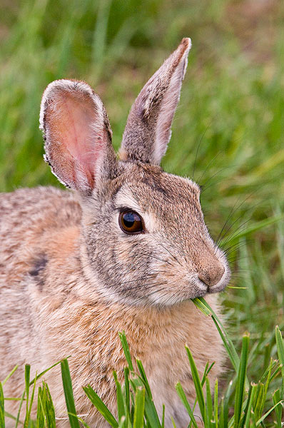 Spring, Ucross Ranch, Wyoming, grass, wildlife, animals
