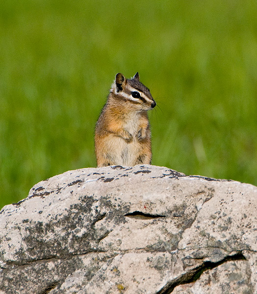 A chipmunk surveys the surroundings in Red Rock Lakes National Wildlife Refuge