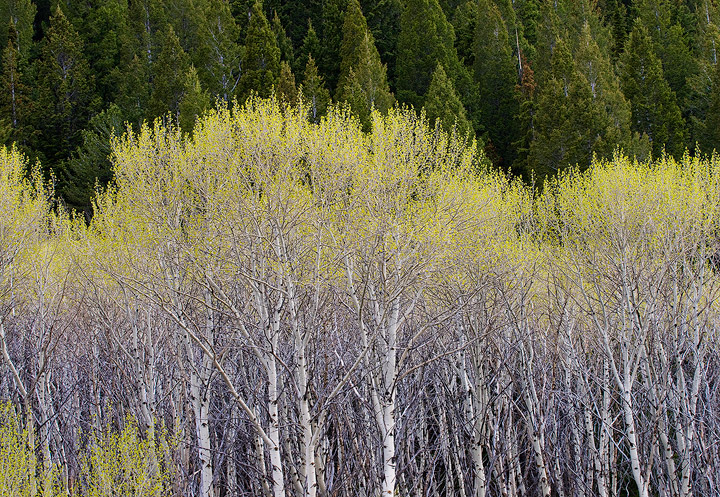 New Spring leaf growth in an aspen grove at Red Rocks Lake National Wildlife Refuge, Montana