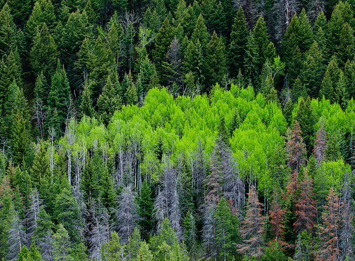 Verdant green Spring growth of aspens among conifers in Hoback Canyon, Wyoming