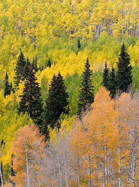 Conifers and&nbsp; Fall golden colored aspen near Crested Butte, Colorado