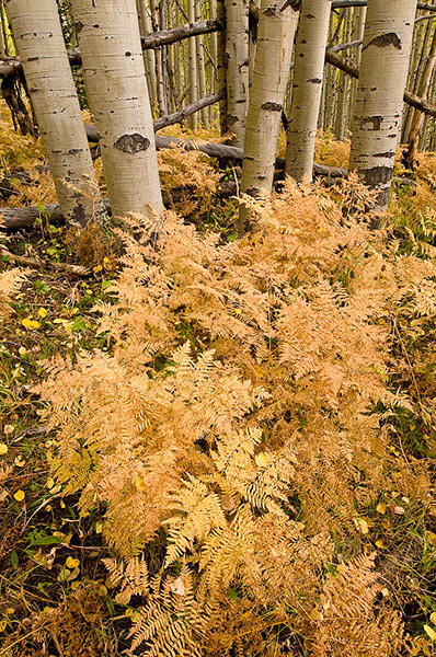 Autumn golden colored ferns cover the floor of the aspen forest in the Kebler Pass area of Colorado