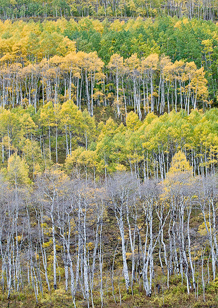 Aspens in various states of Fall color in the Crested Butte area of Colorado