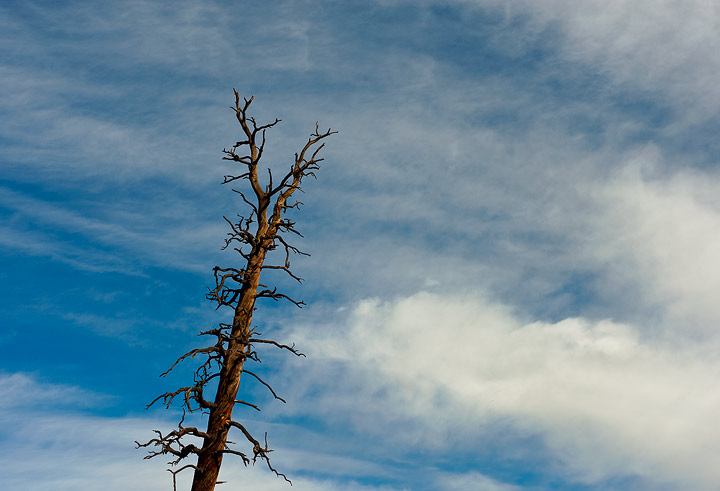 A dead ponderosa pine snag stands against a cloud filled sky