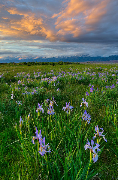 Wild Iris blooms&nbsp; in a&nbsp; wet meadow on the Medano Ranch in the San Luis Valley, Colorado