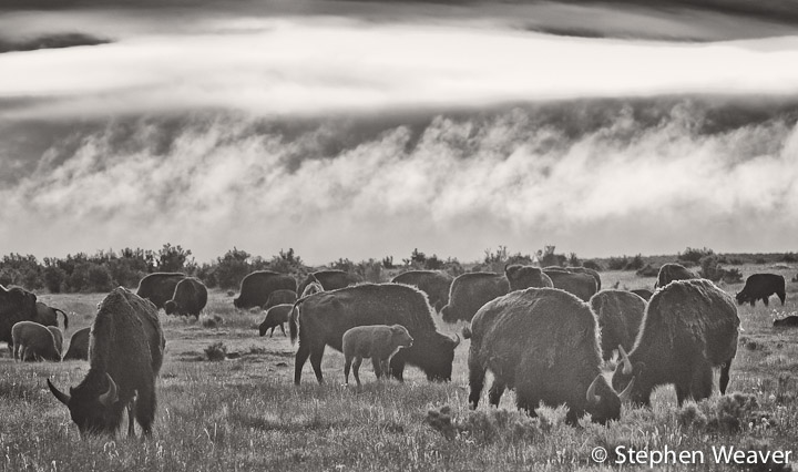 A herd of Bison graze as a fog clears out at the Medano Ranch, Colorado