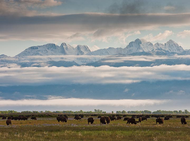 bison, clouds, Spring, mountains