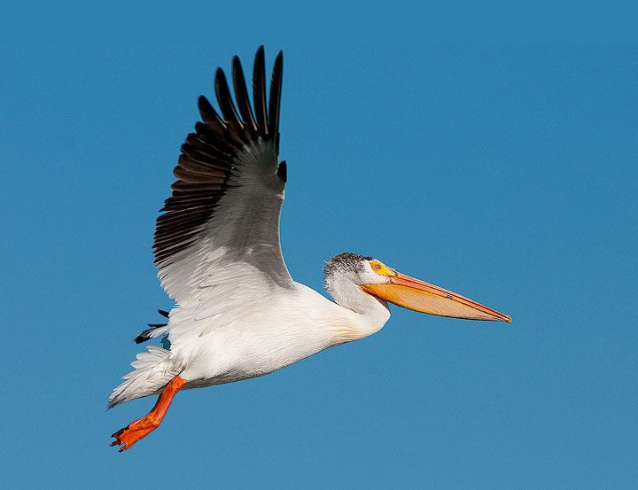 A White Pelican in flight at Tewaukon National Wildlife Refuge, North Dakota