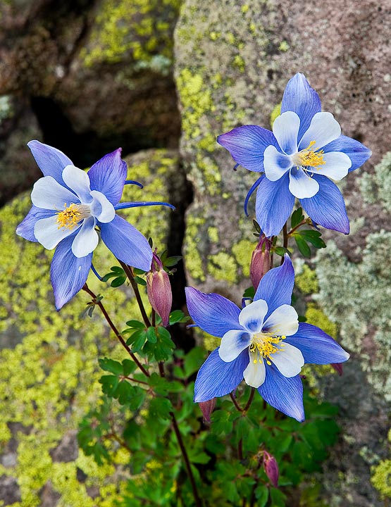 Three Colorado Columbines, the state flower, grow in the talus near Cumbres Pass in the south San Juan Mountains, Colorado