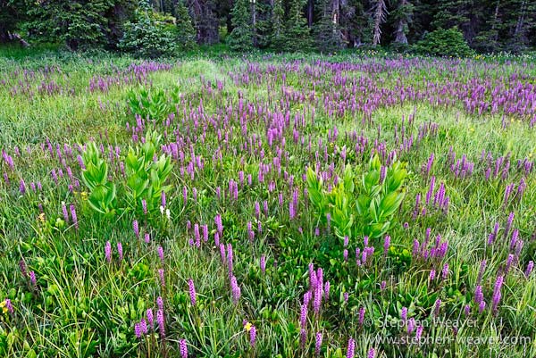 Pink Elephant Heads bloom&nbsp; in July in an alpine meadow in Colorado