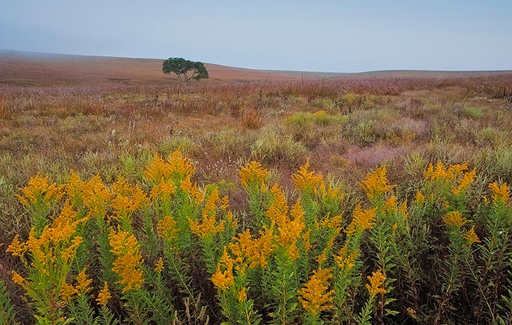 Goldenrod blooms on a foggy morning in the Tall Grass Prairie Preserve, Kansas