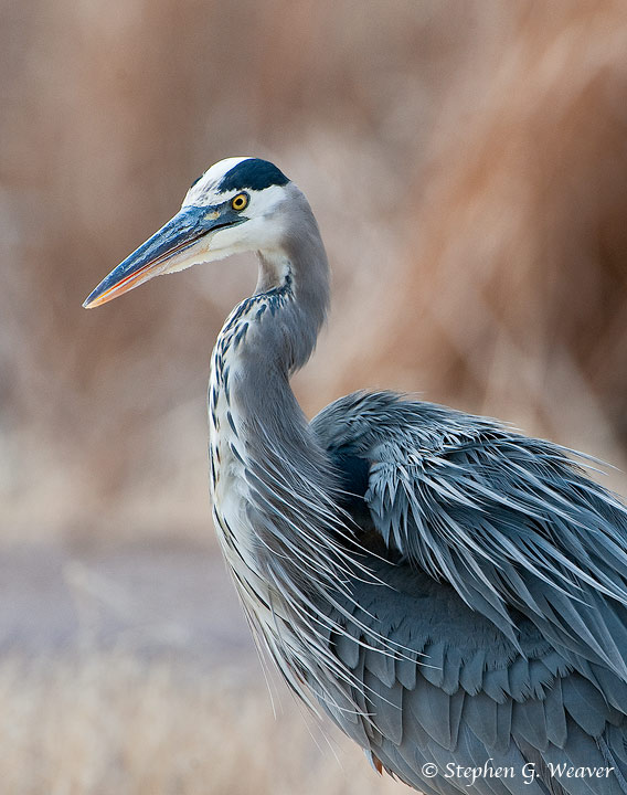 A Great Blue Heron at Bosque Del Apache National Wildlife Refuge, New Mexico