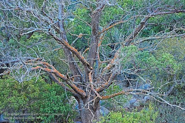 A bare Alligator Juniper tree in the Organ Mountains of New Mexico