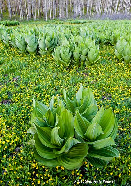 Corn Liilies also known as False Hellesbore grow in a meadow along the Kebler Pass Road, Colorado