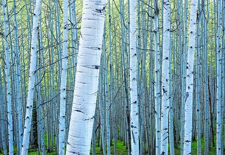 Early morning shade light&nbsp; casts a pale blue tone on a Spring aspen grove in Colorado