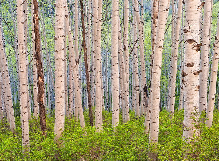 aspen,Colorado