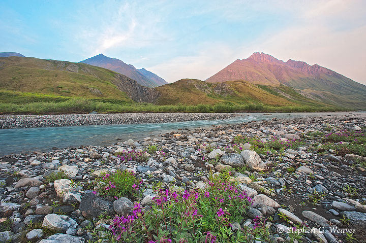 Dwarf Fireweed grows in a gravel bar along the&nbsp; Marsh Fork of the Canning River in the Brooks Range, ANWR, Alaska