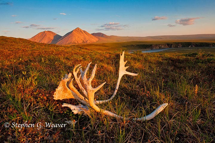 Caribou antlers lie on the tundra near the Canning River in the Arctic National Wildlife Refuge