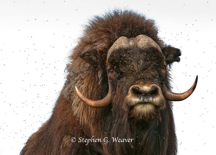 A large bull Muskox with his own personal cloud of mosquitoes