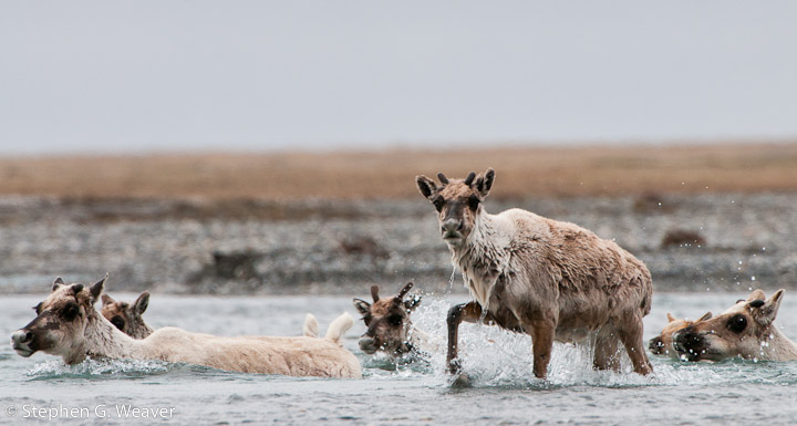 Caribou from the Central Arctic Herd cross the Canning River in the Arctic National Wildlife Refuge, AK