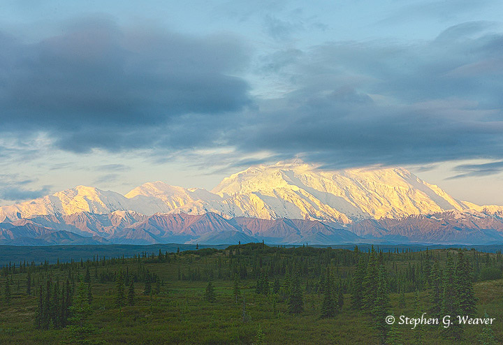 Denali glows in&nbsp; very early morning Summer light as clouds clear.