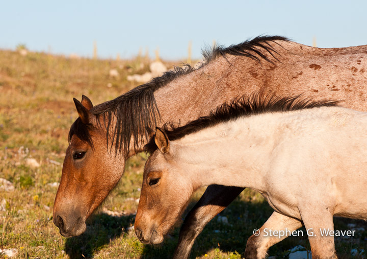 Montana, Pryor Mountains, Wild horses