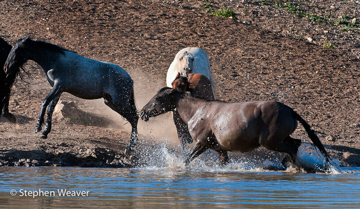 Cloud's band cools off in the pond with a splash