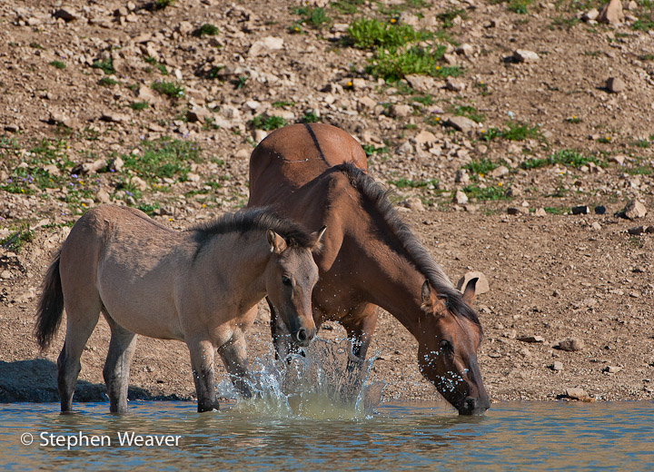 Montana, Pryor Mountains, Wild horses