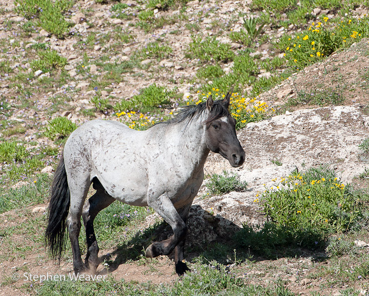 Montana, Pryor Mountains, Wild horses