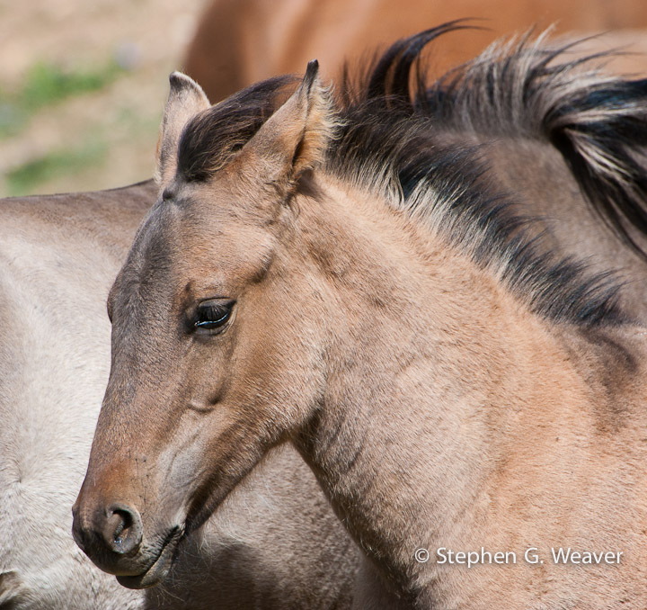 Montana, Pryor Mountains, Wild horses