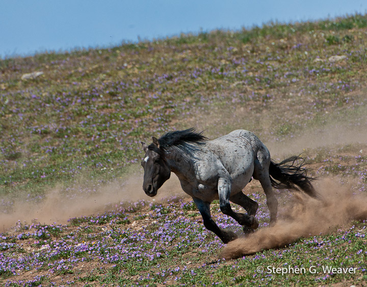 Flint, one of the stallions of the herd of wild horses in the Pryor Mountains of Montana