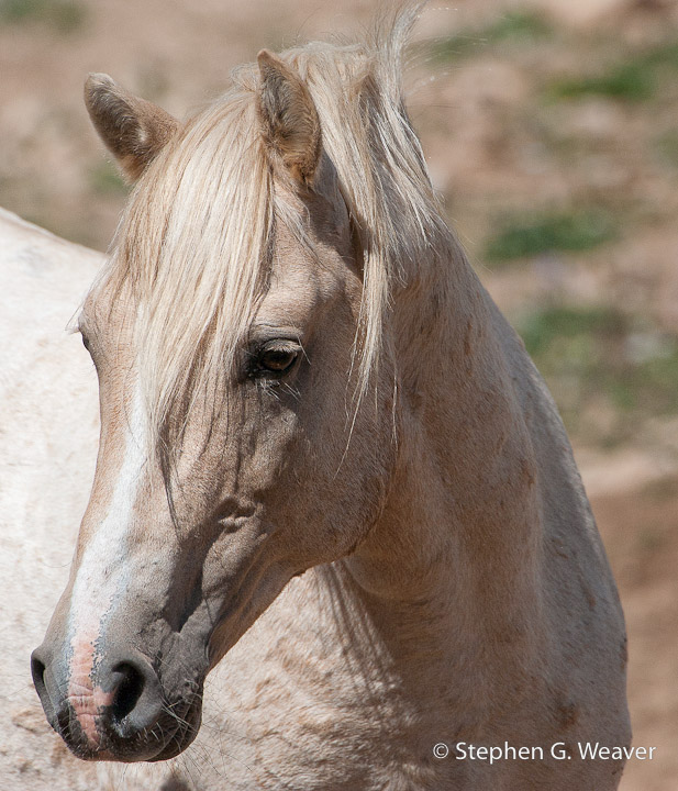 Montana, Pryor Mountains, Wild horses