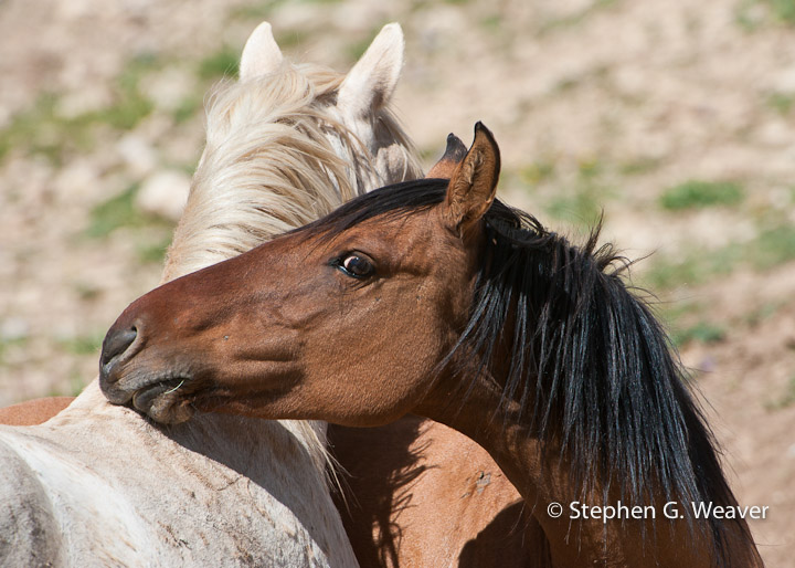 A mare nuzzles the stallion Cloud