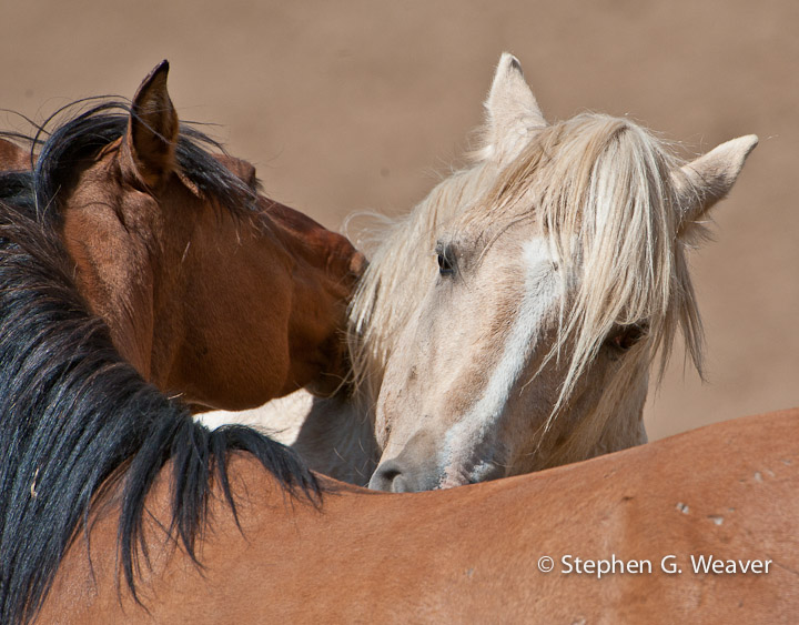 Cloud and a mare share an&nbsp; affectionate moment.