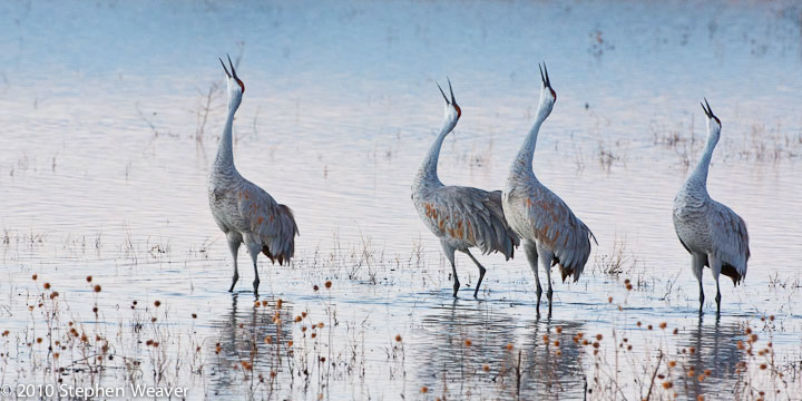 Four sandhill cranes call in unison in dawn light at Bosque del Apache NWR