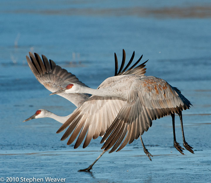 Two cranes taking off on a cold morning at Bosque del Apache NWR