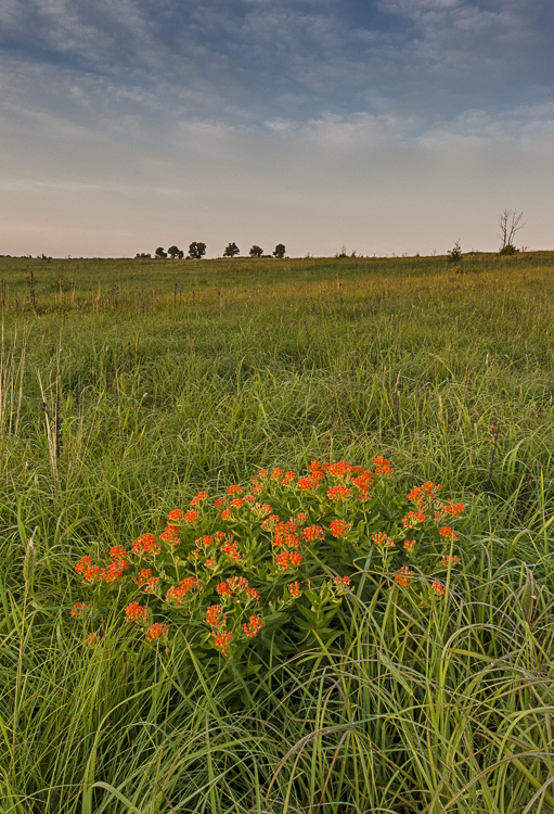 image # SGWeaver_20120602_11216.jpg Tall Grass Prairie Preserve