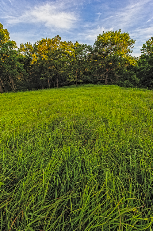 image # SGWeaver_20120602_11234.jpg Tall Grass Prairie Preserve