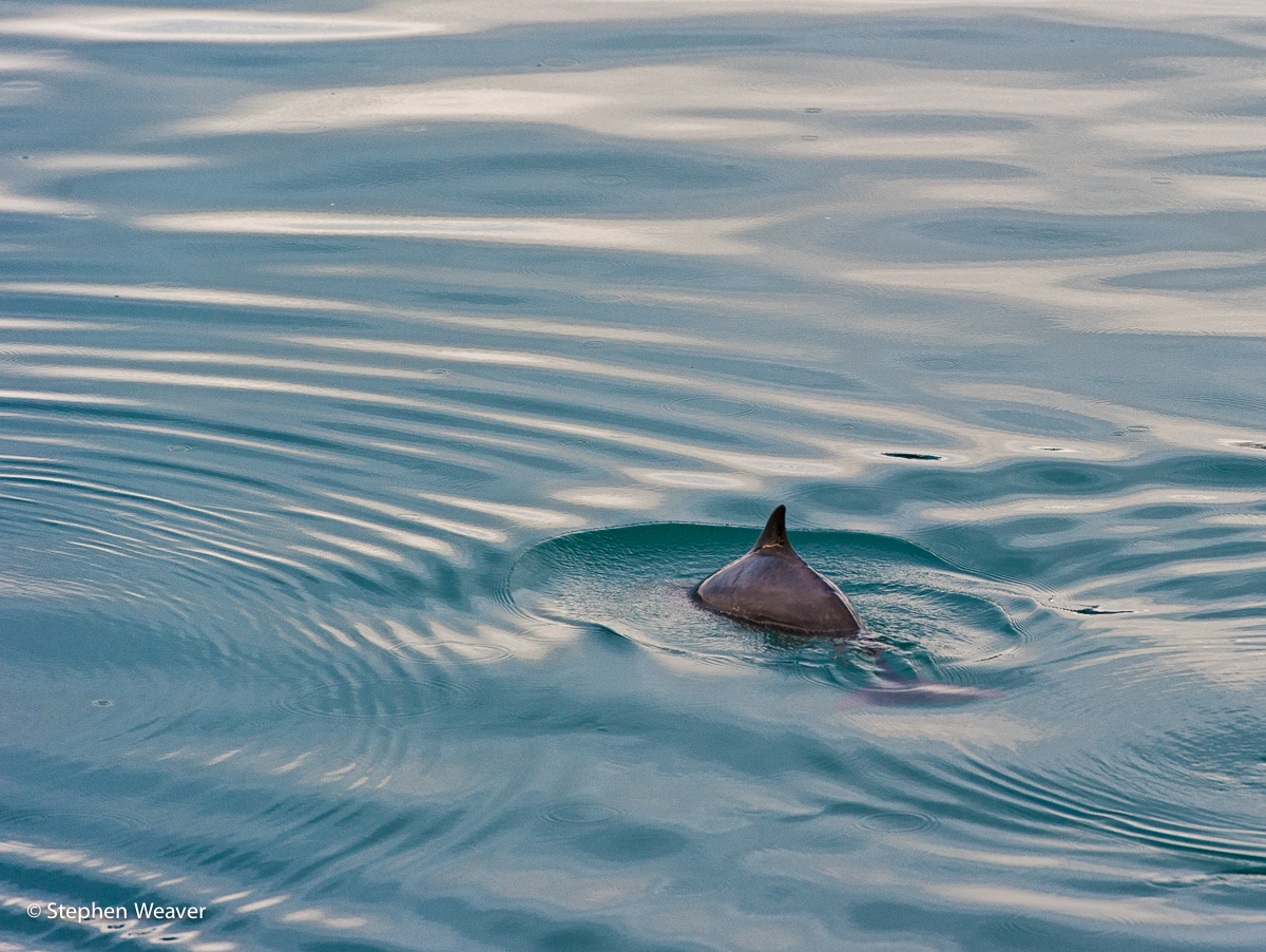 Alaska, Bartlett Cove, Glacier Bay NP, harbor porpise, Glacier Bay