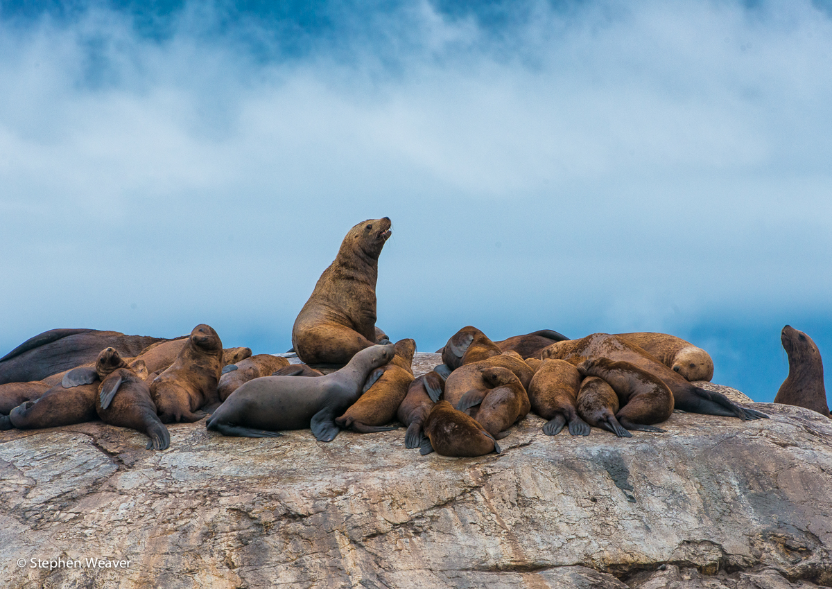 A bull Stellar Sea Lion&nbsp; oversees a harem of females on South Marble Island in Glacier Bay National park. Alaska