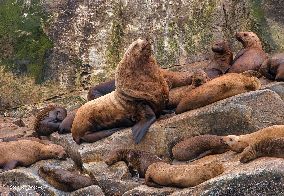 A old Bull Sea Liona and his female harem on South Marble Island, Glacier Bay National Park, Alaska