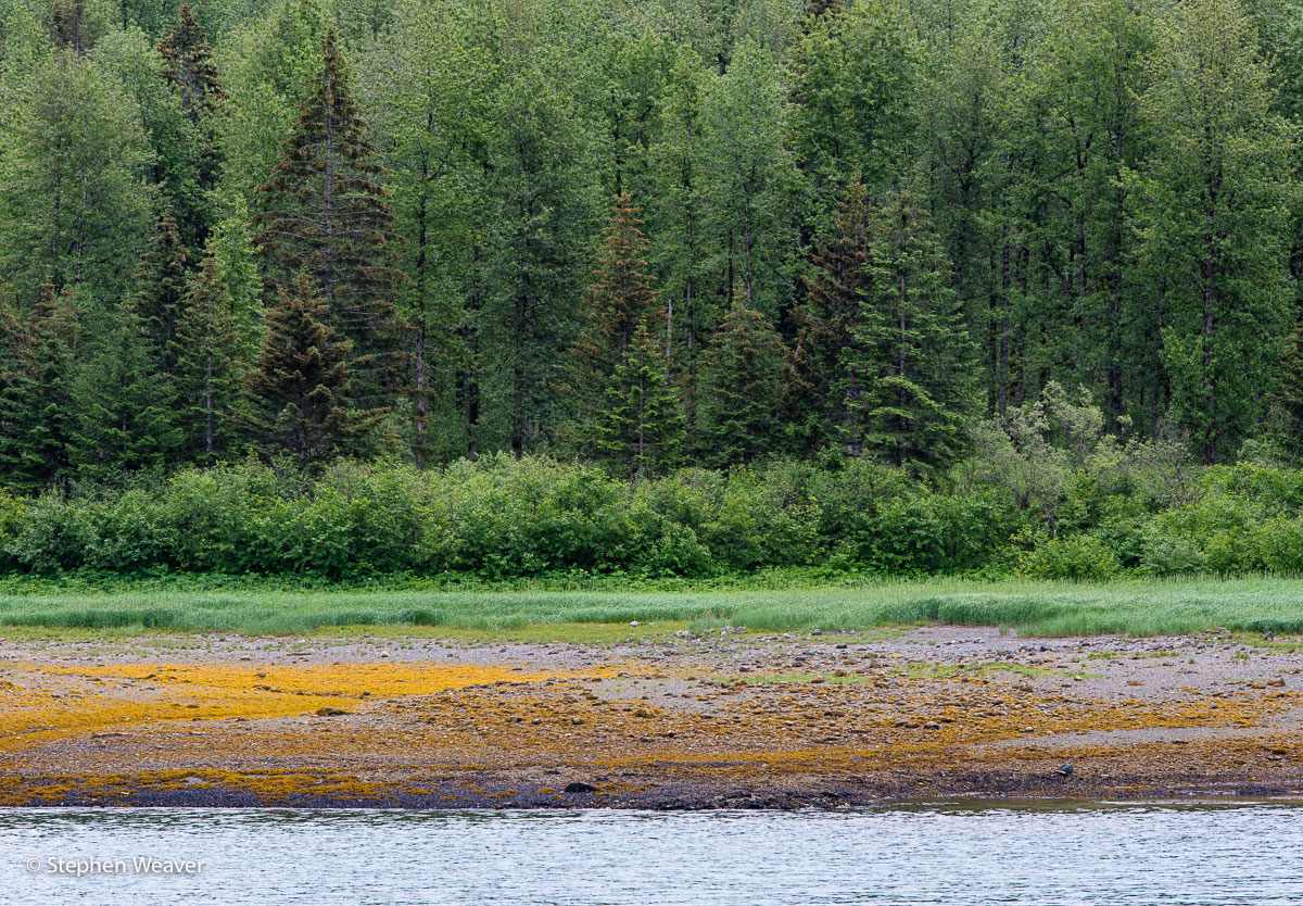 trees, Alaska, shoreline, Glacier Bay National Park, Glacier Bay, forest