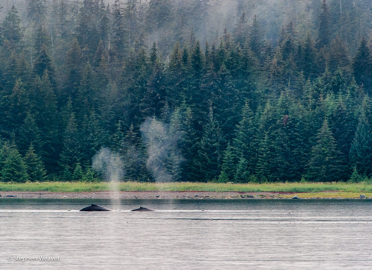 Alaska, Glacier Bay National Park, humpback whales, Bartlett Cove, whales