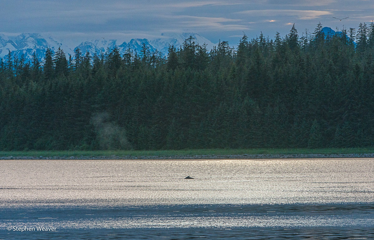 Alaska, Glacier Bay National Park, Glacier Bay, humpback whale