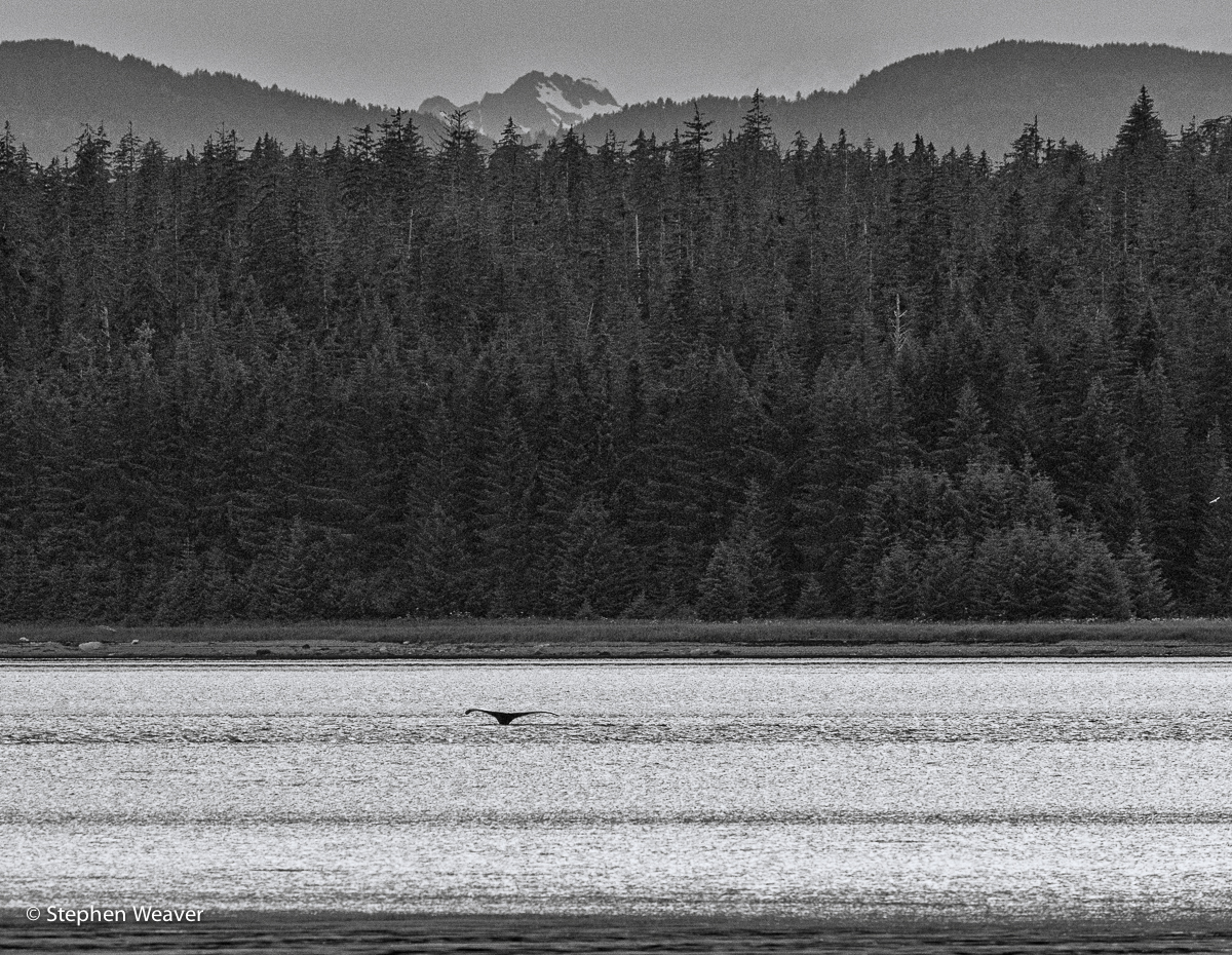 Alaska, Bartlett Cove, Glacier Bay NP, humpback whales, whale